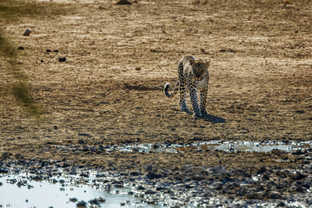 istock Leopard in Kgalagadi transfrontier park, South Africa 1457134733