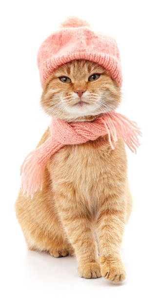 istock Red cat in a pink scarf and knitted pink hat. 1457135909