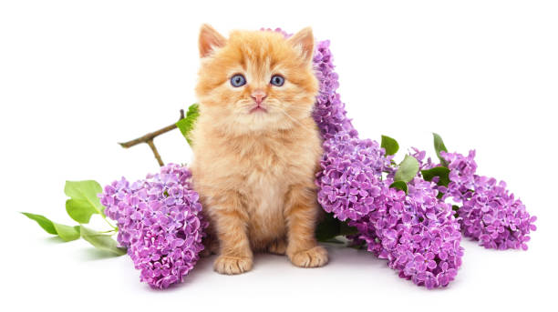 istock Kitten and purple lilac. 1457135910