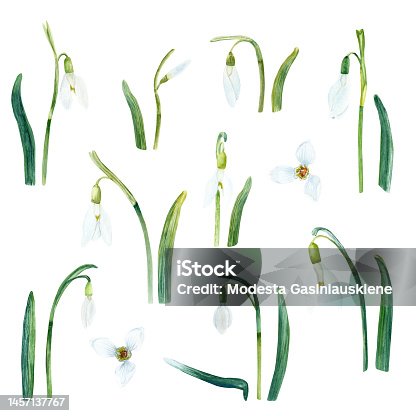 istock Snowdrops collection. Hand drawn watercolor illustrations isolated on white background 1457137767