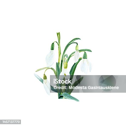 istock Snowdrop composition. Hand drawn watercolor illustrations isolated on white background 1457137770