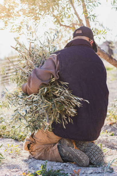 istock Anonymous male worker collecting branches of olive tree in countryside 1457138745