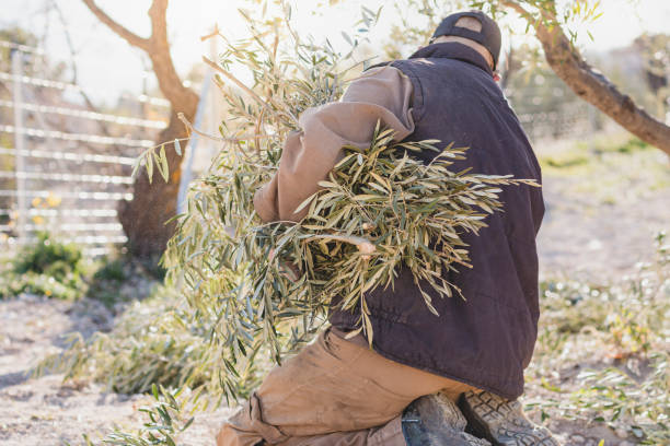 istock Anonymous male worker picking branches of olive tree in farm 1457138749