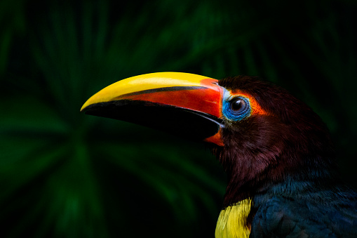 Close-up of green aracari, member of toucan family, against palm leaves. Green aracari is widespread in Brazil (Amazon Basin), Guyana, Suriname, French Guiana and Venezuela.