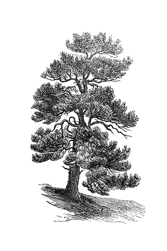 Scots pine, Scotch pine or Baltic pine (Pinus sylvestris)