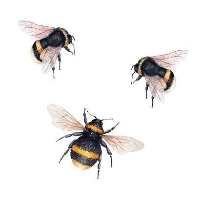 Hand drawn watercolor illustration. Bumblebees set isolated on white background.