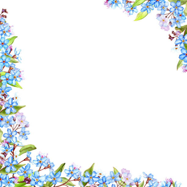 istock Forget-me-not flowers frame, watercolor illustration isolated on white 1457142663
