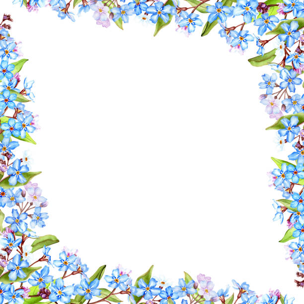 istock Forget-me-not flowers frame, hand drawn watercolor illustration isolated on white 1457142700