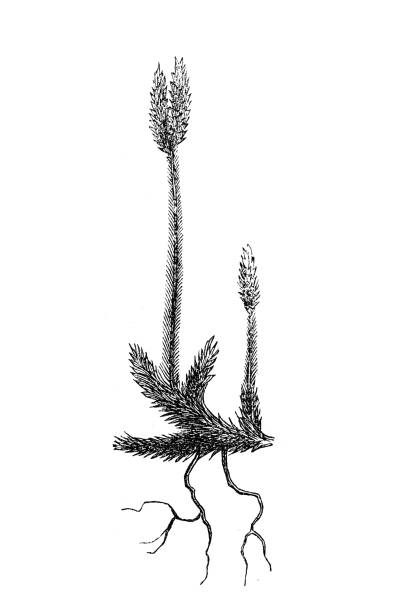 Lycopodium clavatum, Running pine Lycopodium clavatum, Running pine lycopodiaceae stock illustrations