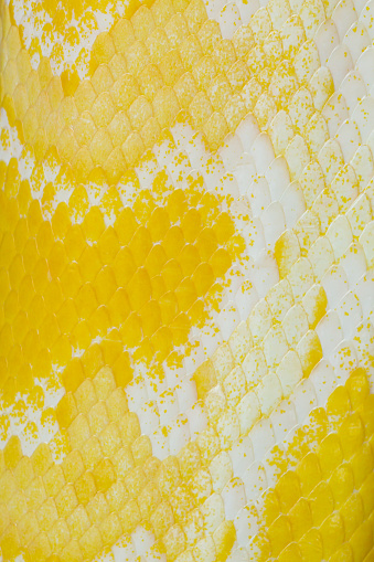 Yellow Python Skin Texturegolden Yellow Python Skin Textureclose Up ...