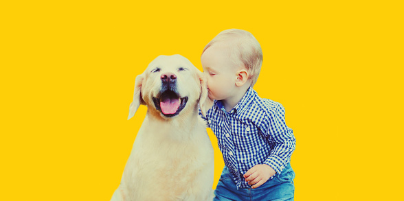 Little boy child and Golden Retriever dog together on yellow background