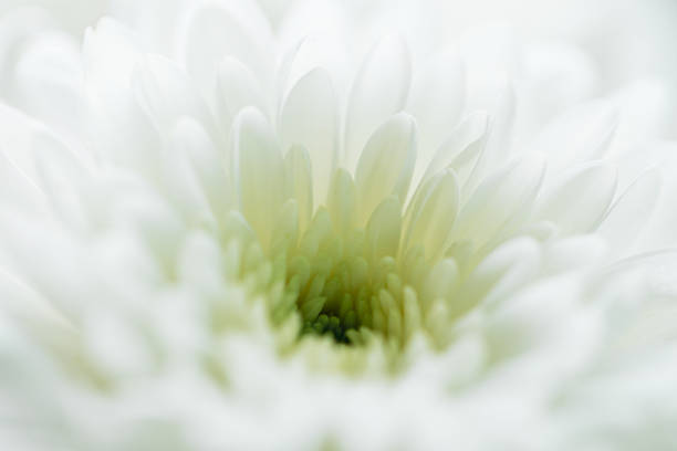 macro fleur blanche, beau fond de fleurs blanches, gros plan de pétales de fleurs blanches - flower head sunflower chrysanthemum single flower photos et images de collection