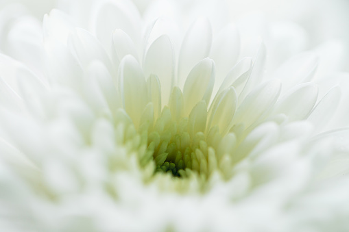 Blurred. Chamomile flower in the garden in summer. Soft Focus. Macro