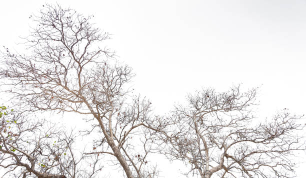 suche drzewo na białej powierzchni, martwe kontury suchej gałęzi drzewa izolowane na białym tle - driftwood pattern wood grain circle zdjęcia i obrazy z banku zdjęć
