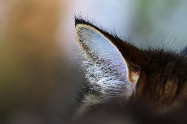 primo piano di un orecchio di un gatto delle foreste norvegesi - orecchio di animale foto e immagini stock