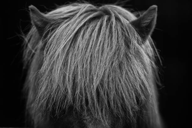 istock Icelandic Horse Close-Up 1457147974