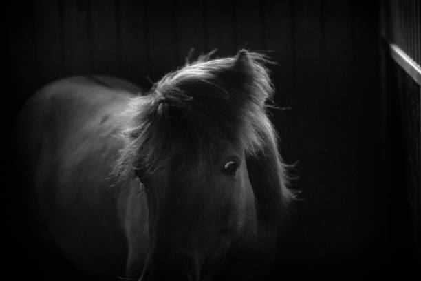 The Icelandic horse is a breed of horse native to Iceland. It is small in size, typically standing between 13 and 14 hands high. They are used for a variety of purposes, including riding, racing, and farming. Due to strict import and export regulations, the Icelandic horse population remains relatively pure and unchanged