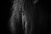 Black and White close-up portrait of Icelandic Horse
