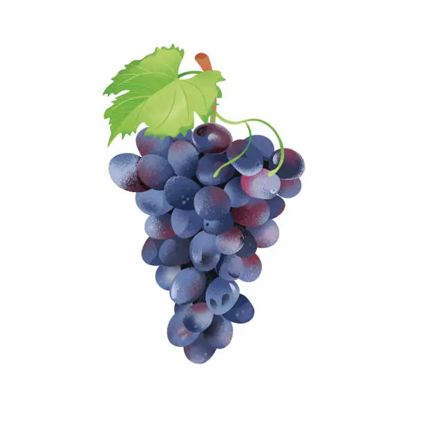 Vector illustration of Bunch of grapes