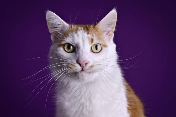 istock Funny tabby cat looking curious to the camera over dark background. 1457148482