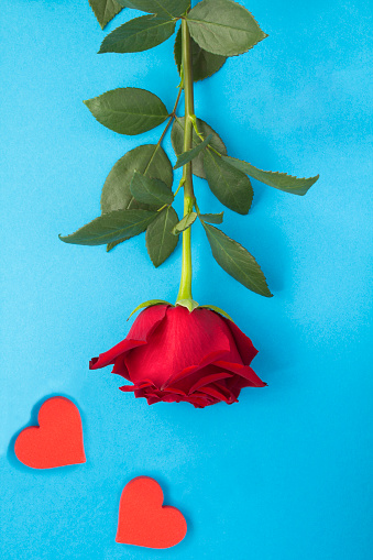 Red rose and two red hearts on the blue background. Close-up.