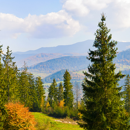 Beautiful mountain landscape with picturesque forests. Carpathians in autumn.