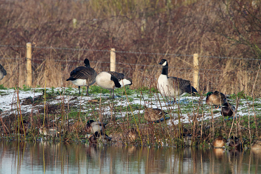A large flock of geese, including Canadian Geese at the edge of a lake hunting and looking for food. This photo was taken after a heavy downfall of snow. The photo was captured at Lunt Meadows Nature Reserve in Liverpool, United Kingdom.