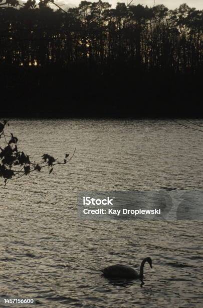 View Of Lake With Swan In Foreground In Silhouette Stock Photo - Download Image Now - Animal, Animal Themes, Animal Wildlife