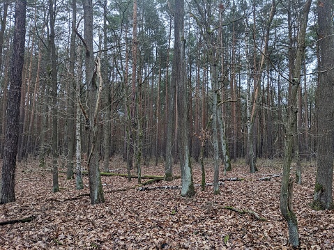 Bare trees in a leaf-strewn forest. Taken in Grunewald, the 