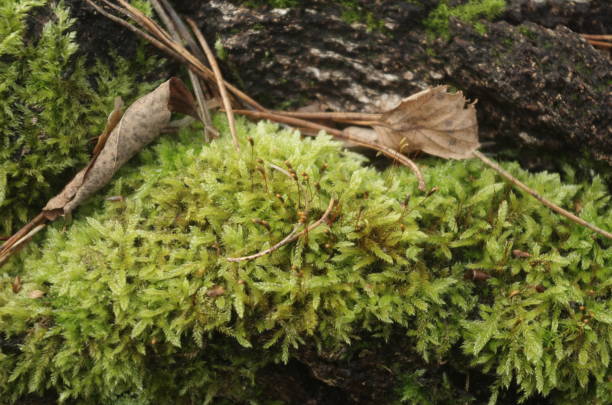 istock Close up of bright green moss 1457156631