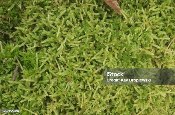 Close Up Of Green Moss Stock Photo - Download Image Now - Abstract, Backgrounds, Beauty In Nature