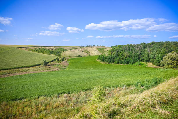istock Green Grass Field Landscape with fantastic clouds in the background 1457157049
