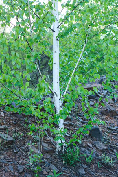 istock A young tree grows in a rocky area, in sunlight in bright spring. 1457161269