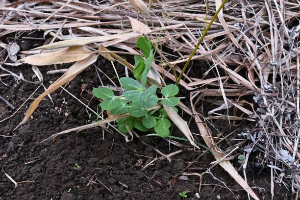 istock Peas cultivation in the vegetable garden. 1457162288