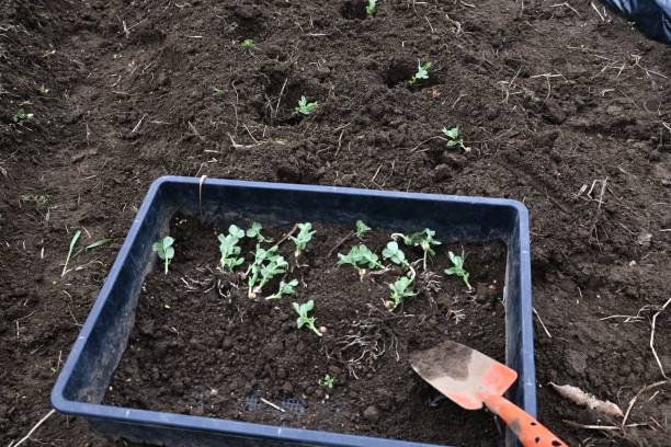 菜園でのエンドウ豆栽培。 - 16323 ストックフォトと画像