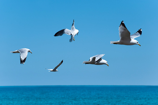 Seagulls in a clear sunny sky