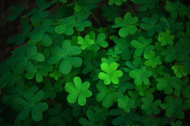 istock Green grass leaves in the meadow 1457164064