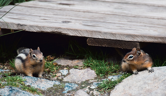 Two chipmunks sitting apart from each other under wooden step