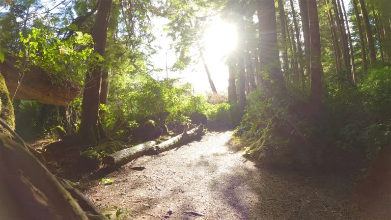 Scenic Hiking Trail in the Rainforest with vibrant green trees. San Josef Bay, BC, Canada