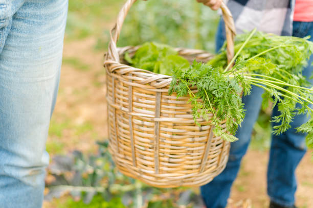 istock close-up of a wicker basket with fresh vegetables 1457164914