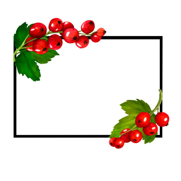 흰색 배경에 격리된 빨간색 익은 건포도 열매의 수채화 프레임. 손으로 그린 식물 그림입니다. 클립 아트 베리 분기 프레임입니다. 비바 마젠타 색상. - viva magenta stock illustrations