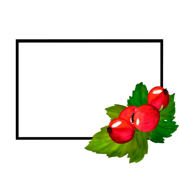 흰색 배경에 격리된 빨간색 익은 건포도 열매의 수채화 프레임. 손으로 그린 식물 그림입니다. 클립 아트 베리 분기 프레임입니다. 비바 마젠타 색상. - viva magenta stock illustrations