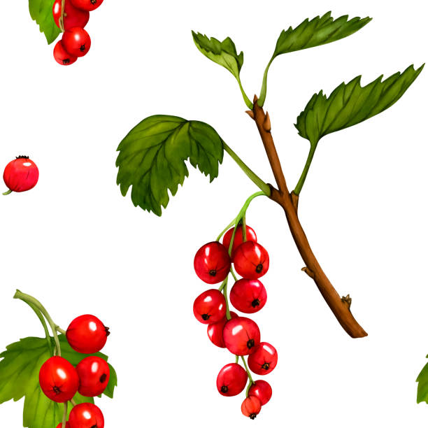 무늬. 수채화 빨간색 익은 건포도 열매는 흰색 배경에 격리되어 있습니다. 손으로 그린 식물 그림입니다. 클립 아트 베리 가지입니다. 비바 마젠타 색상. - viva magenta stock illustrations