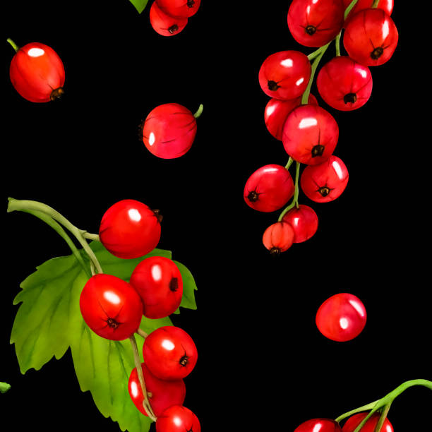 무늬. 수채화 빨간색 익은 건포도 열매는 검은 배경에 격리되어 있습니다. 손으로 그린 식물 그림입니다. 클립 아트 베리 가지입니다. 비바 마젠타 색상. - viva magenta stock illustrations