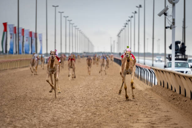 istock CAMEL RACING GAME SPORT 1457166961