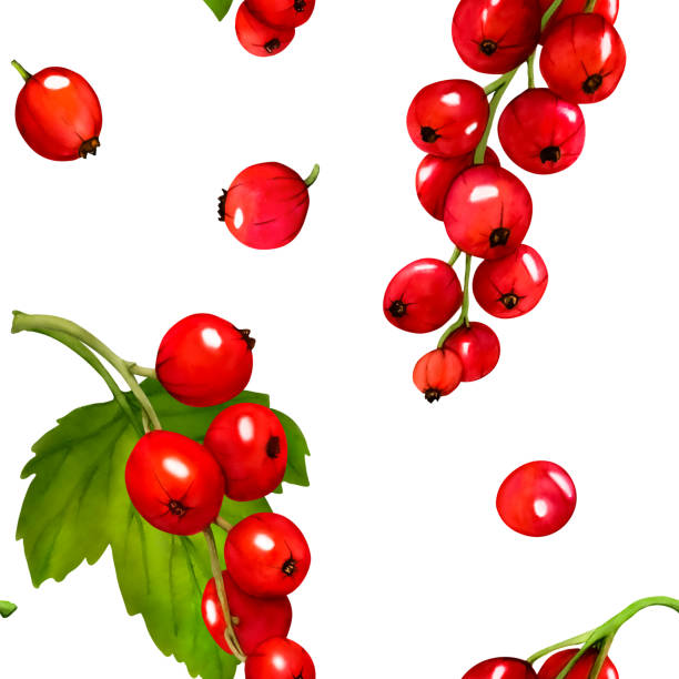 무늬. 수채화 빨간색 익은 건포도 열매는 흰색 배경에 격리되어 있습니다. 손으로 그린 식물 그림입니다. 클립 아트 베리 가지입니다. 비바 마젠타 색상. - viva magenta stock illustrations
