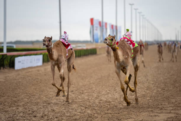 istock CAMEL RACING GAME SPORT 1457167198