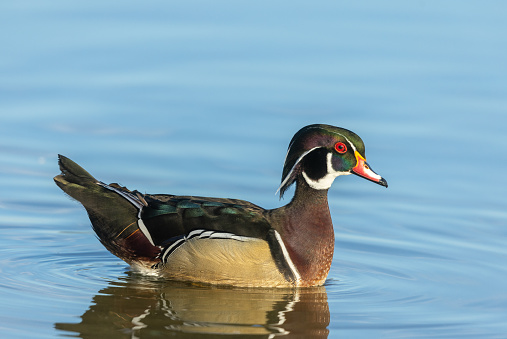 Beautiful male wood duck or Carolina duck (Aix sponsa) swimming in a lake.
