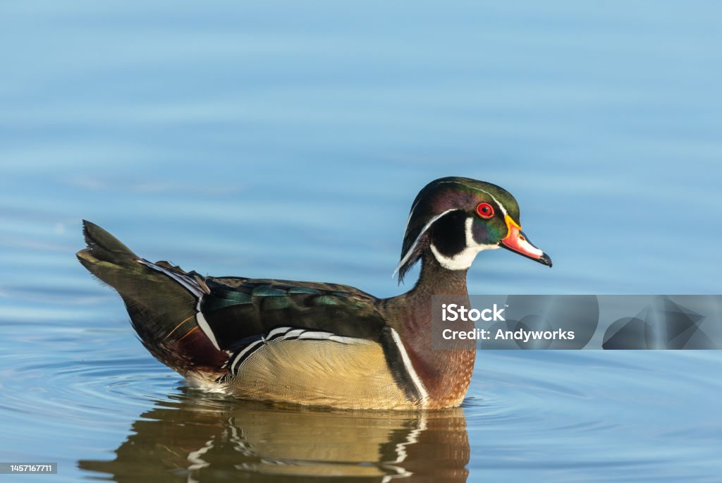 Male wood duck or Carolina duck (Aix sponsa) Beautiful male wood duck or Carolina duck (Aix sponsa) swimming in a lake. Animal Stock Photo