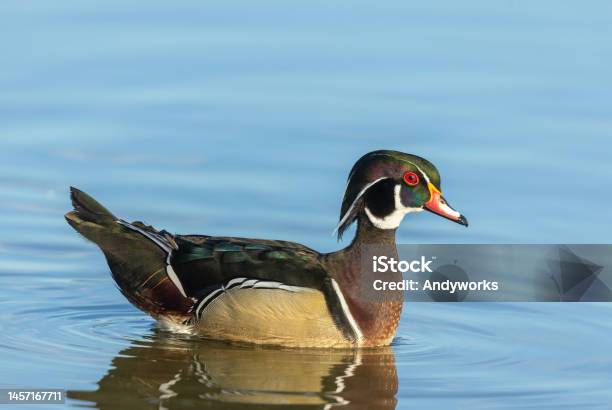 Male Wood Duck Or Carolina Duck Stock Photo - Download Image Now - Animal, Animal Behavior, Animal Body Part